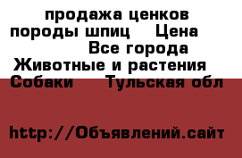 продажа ценков породы шпиц  › Цена ­ 35 000 - Все города Животные и растения » Собаки   . Тульская обл.